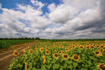 Vibrant sunflower field panorama with big white clouds