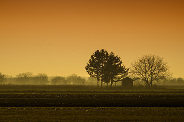 Lonely trees at the farmland in the countryside panorama