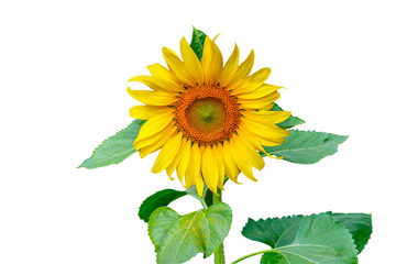 Single beautiful sunflower with leaves isolated on a white background with clipping path.