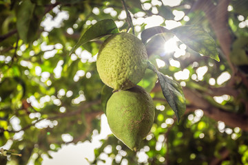 Lemon tree . Two green lemons hanging on a branch and sunlight passing through the leaves. 