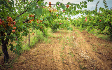 Apricot trees and dirt path. Apricot orchard