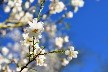 Spring blossom background. Beautiful nature scene with blooming tree and sun. Sunny day. Spring flowers. Abstract blurred background in Springtime.