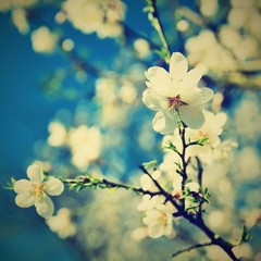 Spring blossom background. Beautiful nature scene with blooming tree and sun. Sunny day. Spring flowers. Abstract blurred background in Springtime.