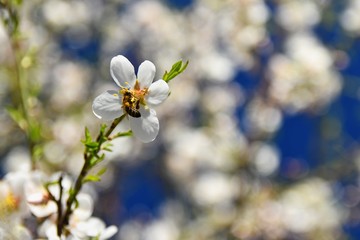 Spring background. Beautifully blossoming tree with a bee. Flower in nature.
