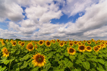 Vibrant beautiful close-up of sunflower field with thick white clouds and blue sky in summer