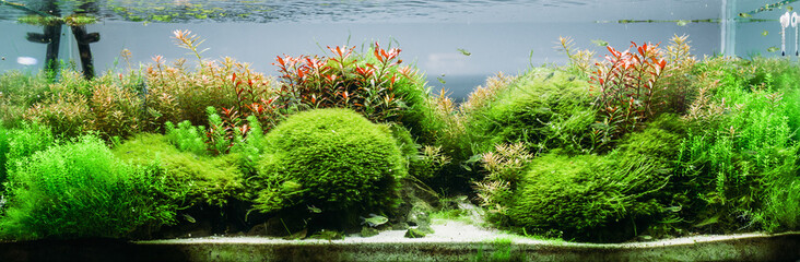 Aquarium algae, elements of flora in fishbowl