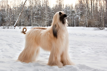 Dog breed dog Afghan Hound standing on the snow in the park