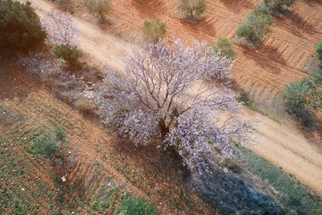 Aerial view of a flowering almond tree