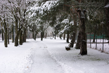 A footpath in the park under wintry trees