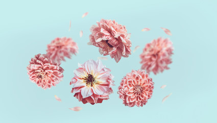 Beautiful  flying pastel pink flowers and petals at light blue background, creative floral layout, horizontal