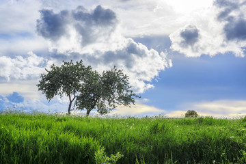Fototapeta na wymiar Luxurious juicy tall grass meadow and lonely tree