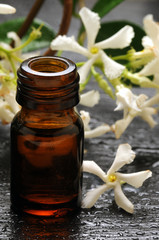 Հասմիկ Chi Nhài Yasemin Gelsomino יסמין Jasmine Jaśmin צמח Jasminum ياسمين