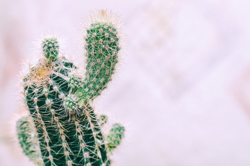 Cactus with small shoots