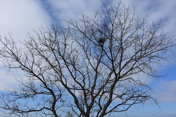 Italy, Puglia region, leafless tree in February with bird's nest