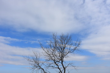 Fototapeta na wymiar Italy, Puglia region, leafless tree in February.