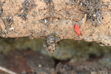Close up small red insect on wall
