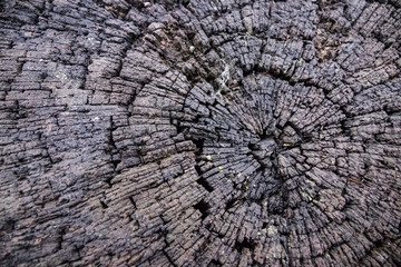 Fototapeta premium Tree stump with cracks, texture or background