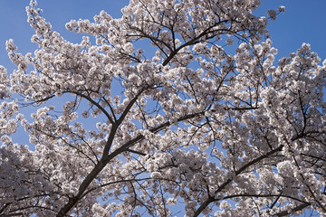 Yoshino cherry tree (Prunus x yedoensis). Hybrid between Prunus speciosa and Prunus pendula f. escendens