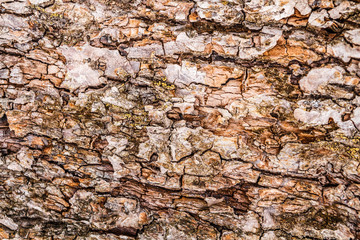 brown background. Wood Bark Texture