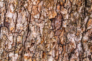 brown background. Wood Bark Texture
