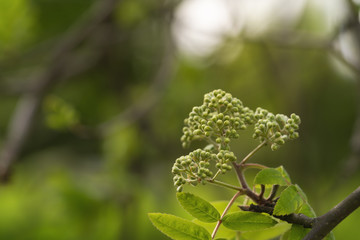 rowan tree branch with buds on a spring morning