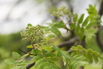 rowan tree branch with buds on a spring morning