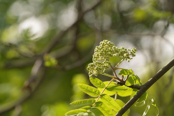 Fototapeta premium rowan tree branch with buds on a spring morning