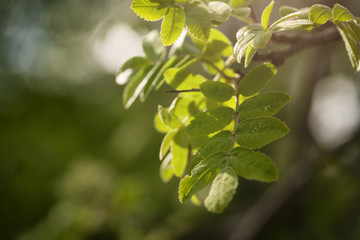 Fototapeta na wymiar first leaves of rowan tree on a spring morning