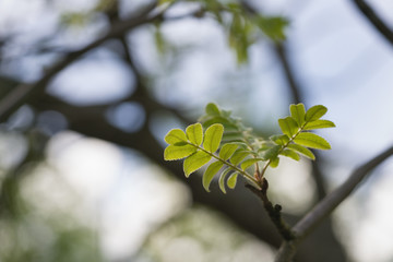 first leaves of rowan tree on a spring morning