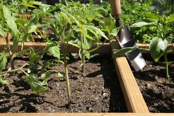 Plantation dans un carré potager