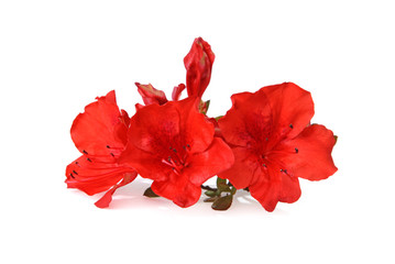 Fleurs d'azalée rouge