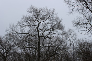 Bare winter tree branches 