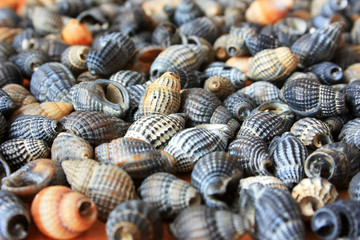 Seashells on the table