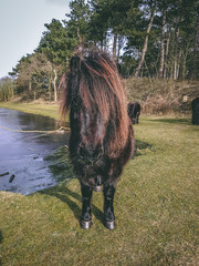 wild black ponies in the field grazing and drinking