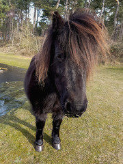 wild black ponies in the field grazing and drinking