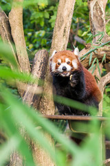 red panda in the zoo of Duisburg