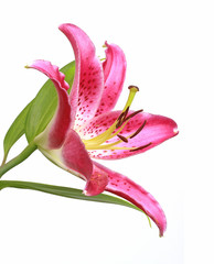 Fototapeta premium Fleur de lys