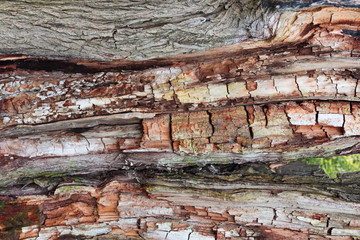 old tree trunk