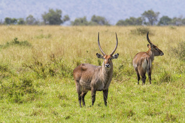 Naklejka na ściany i meble Two male waterbucks on the grasslands in Masai Mara NAtional Park in Kenya