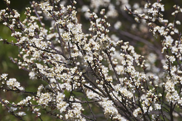 Beach plum tree in blossom (Prunus maritima)
