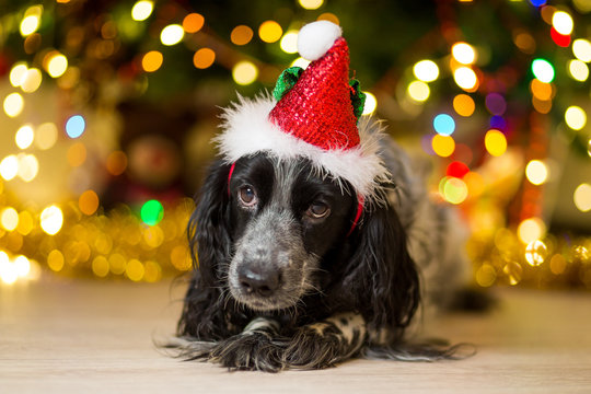 spaniel dog in a gnome cap lies on the floor near a Christmas tree with garlands - Powered by Adobe