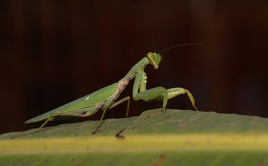 Praying mantis on green leaf