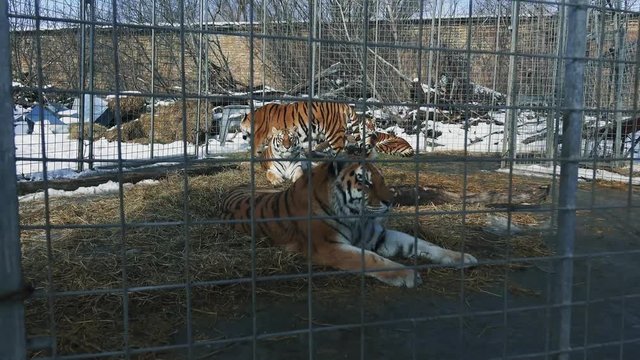 Tiger's family in the cage. Steadicam shot. 4К