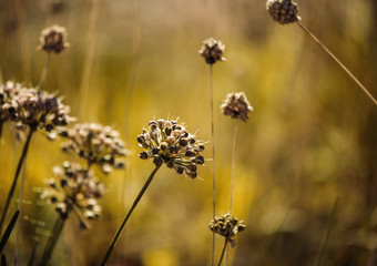 Close Up of wild dry flowers in the field