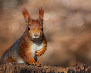 Inquisitive red squirrel on a tree stump