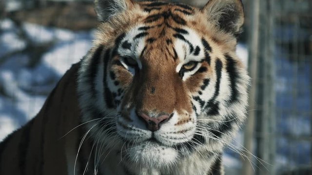 Close up view of tiger head. Big cat licks lips. 4К