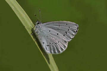 KUTSAL MAVİ - Celastrina argiolus  © mylasa