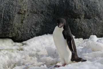 Naklejka premium Adelie penguin on snow
