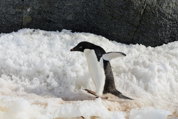 Adelie penguin on snow