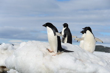Fototapeta na wymiar Adelie penguins on snow